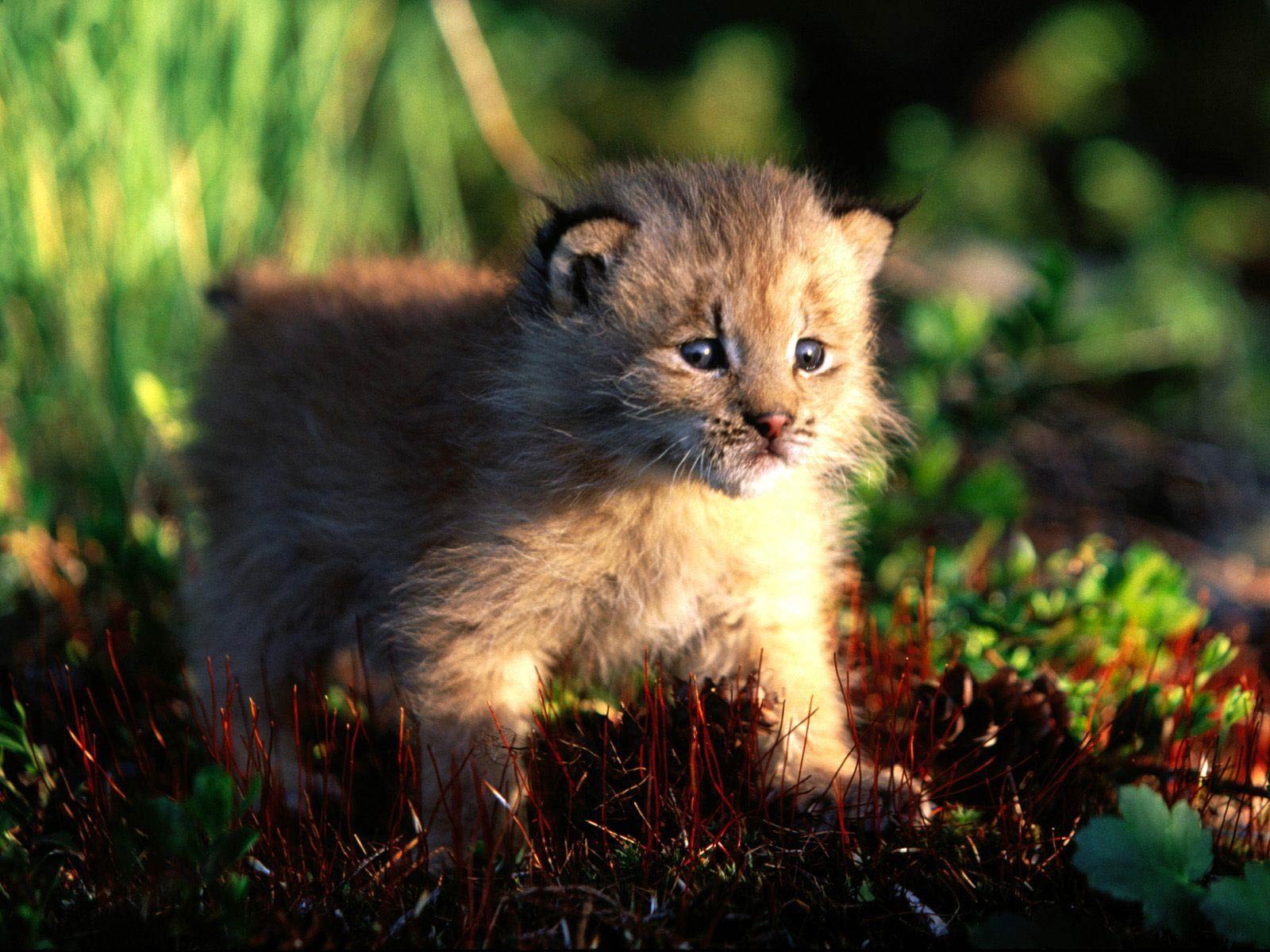 Free Lynx Wallpaper Wallpapers Download - Cute Animals In Canada - HD Wallpaper 