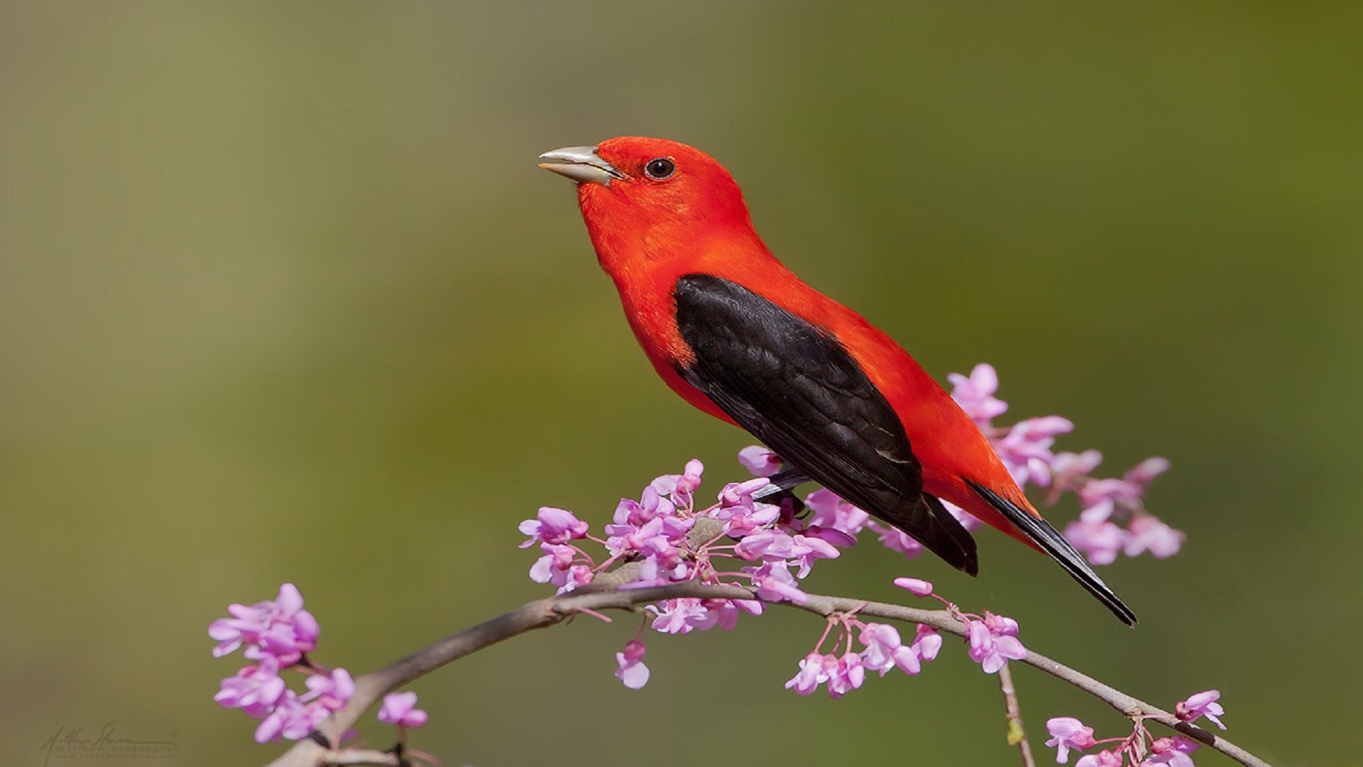 Ohio Songbirds - HD Wallpaper 