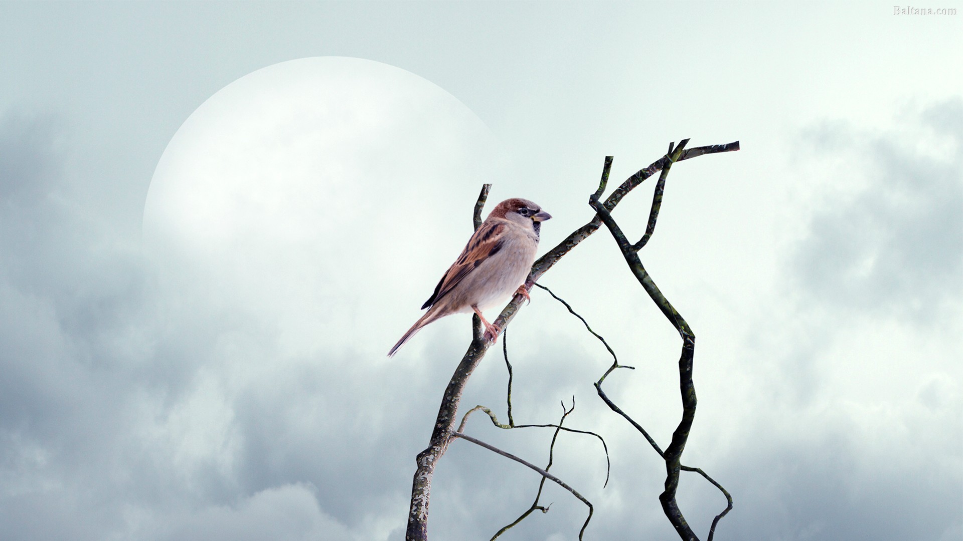 Sparrow Hd Desktop Wallpaper - House Sparrow - HD Wallpaper 