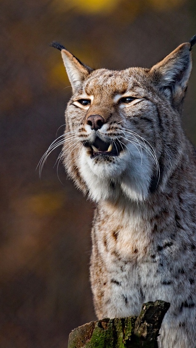 Lynx Wallpaper Iphone - HD Wallpaper 
