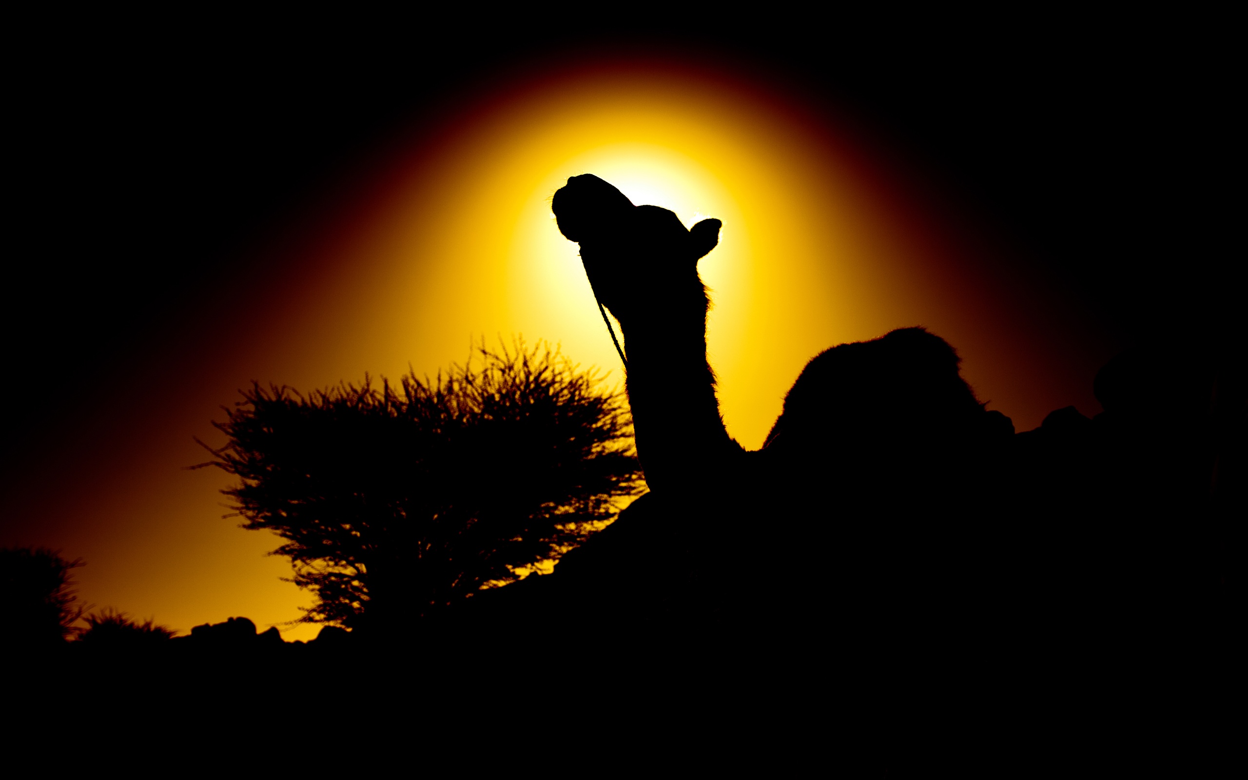 Camel Wallpapers 1080p - Camel Night - HD Wallpaper 