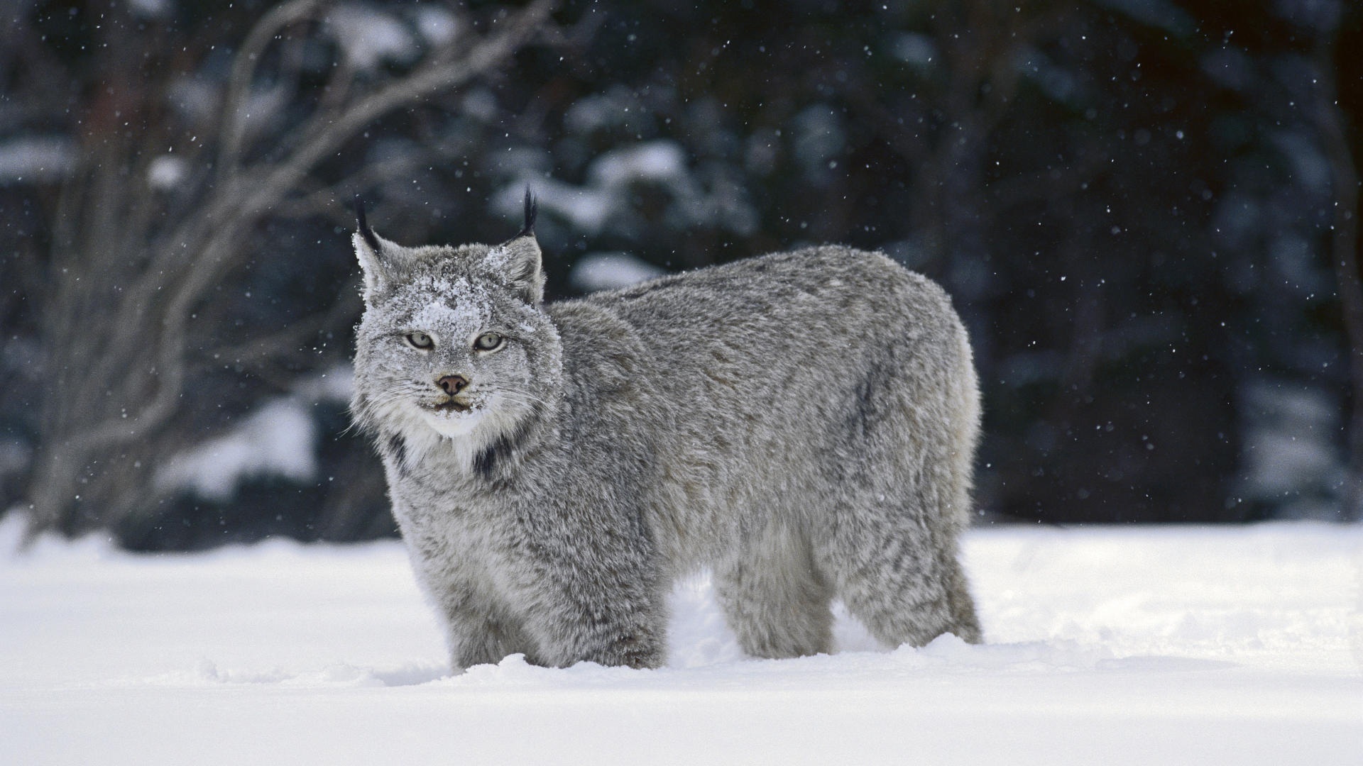 Canadian Lynx Winter Coat - HD Wallpaper 