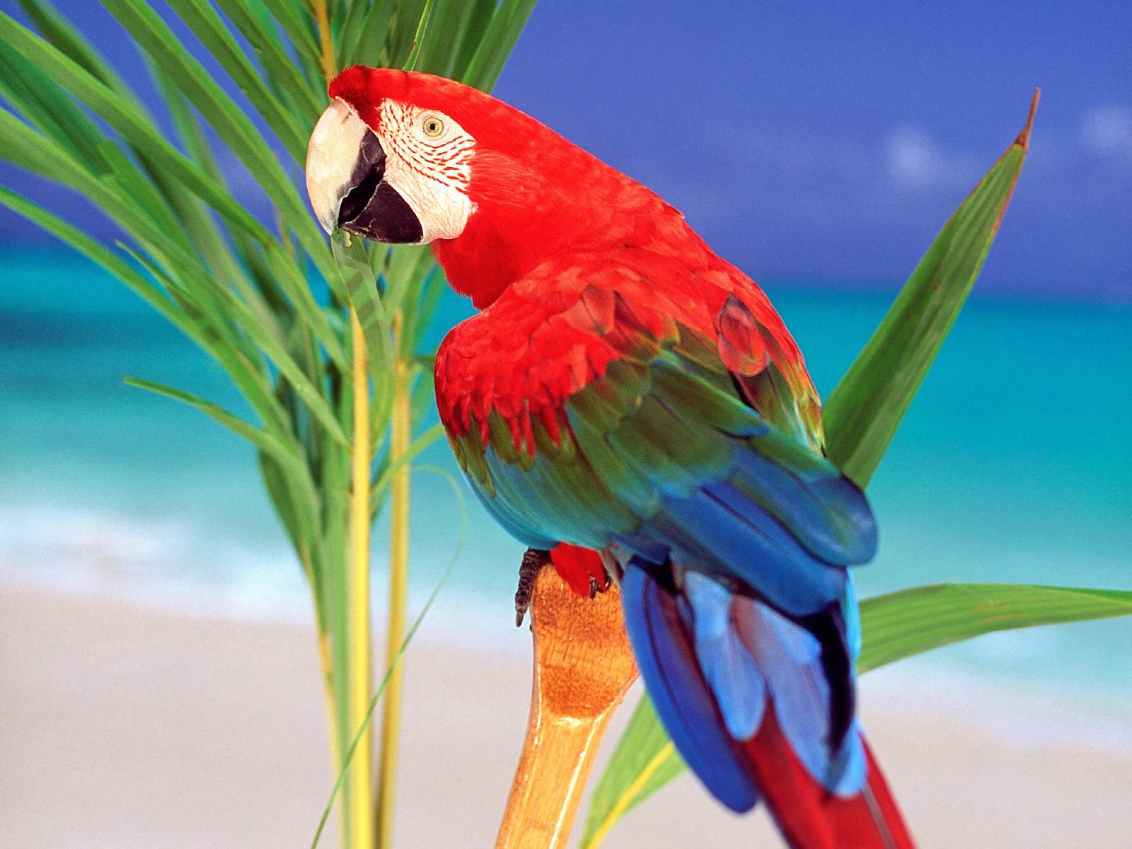 Desktop Parrot Wallpaper 3d - Parrot Bird Wallpaper Hd - 1600x1200 Wallpaper  