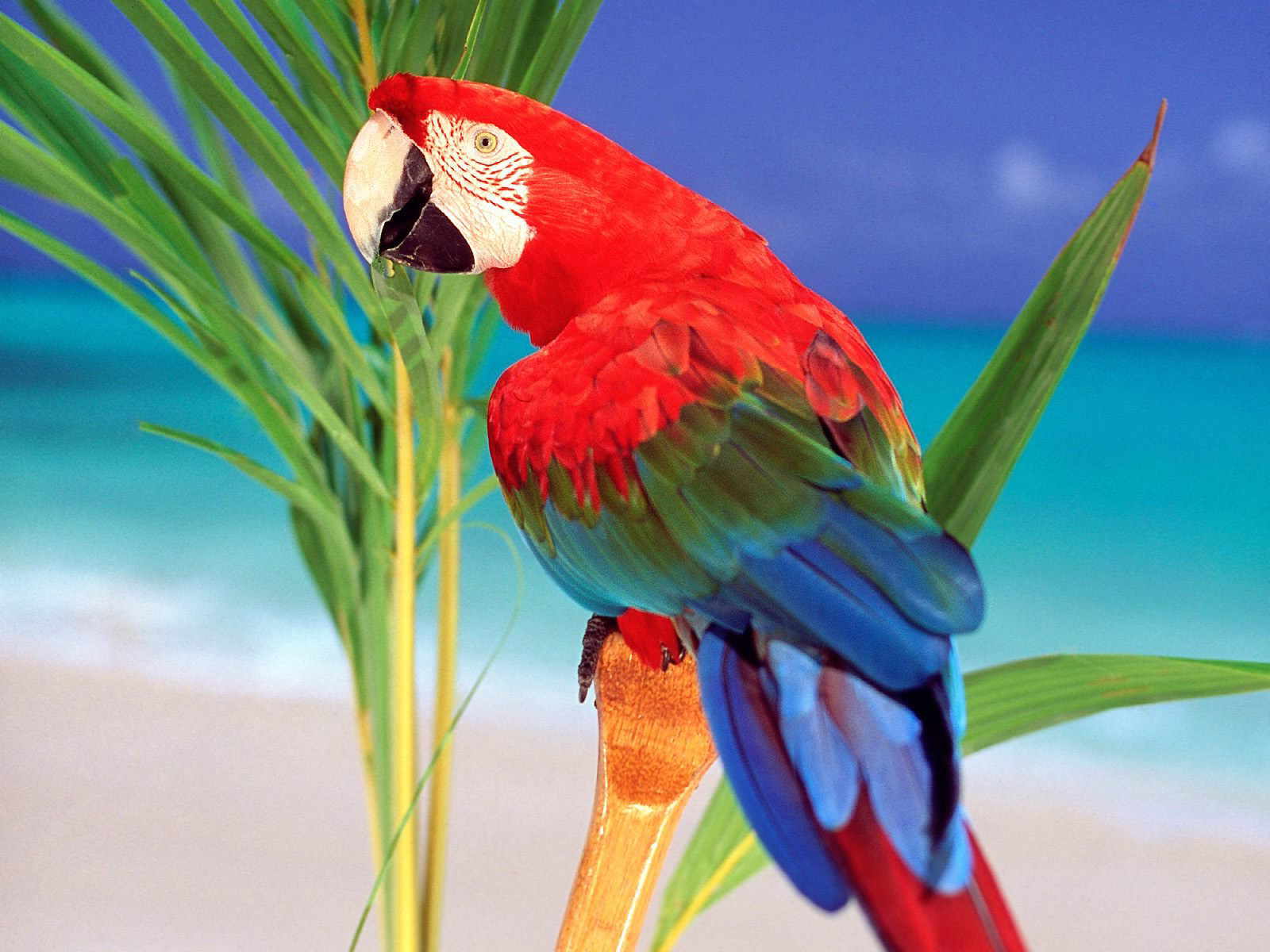 Desktop Parrot Wallpaper 3d - Parrot Bird Wallpaper Hd - HD Wallpaper 