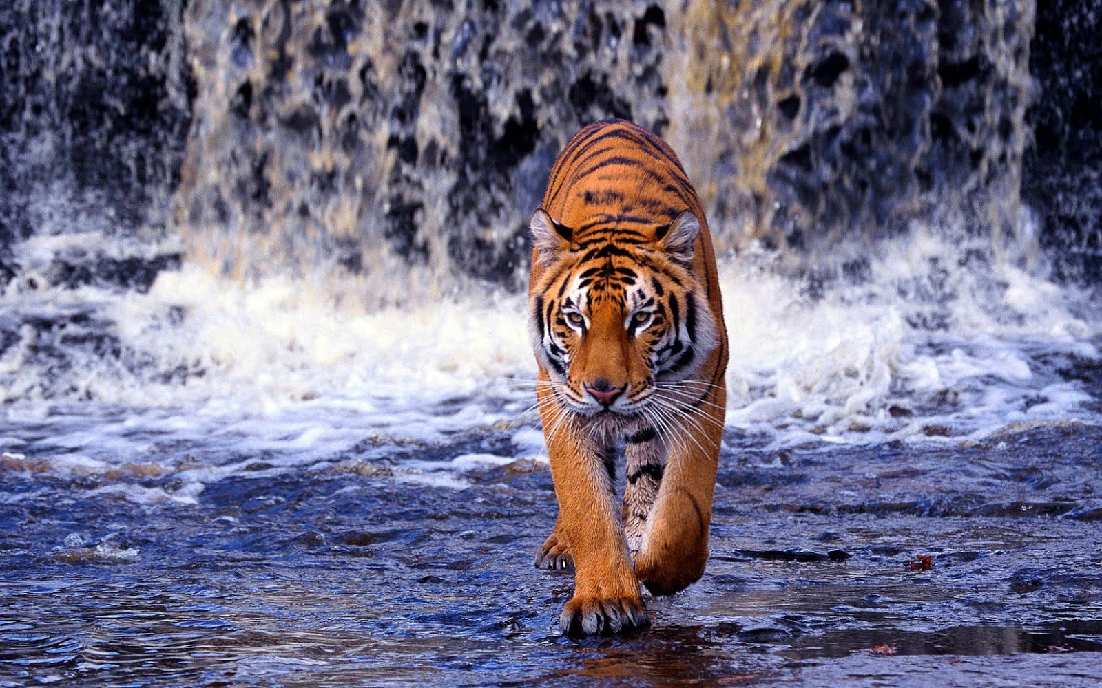 Photo Of A Tiger Walking Through Water - Tiger Walking On Water - HD Wallpaper 