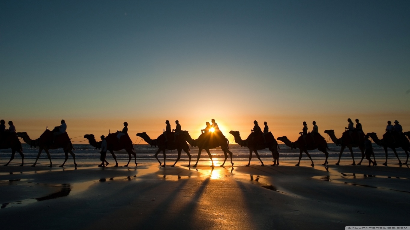 Camels On A Journey - 1366x768 Wallpaper - teahub.io