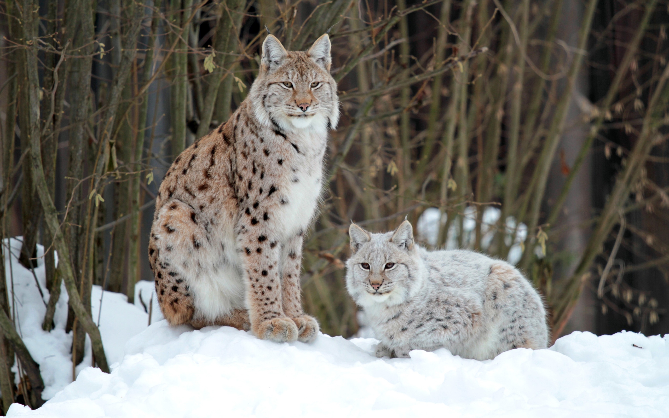 Lynx Wallpapers High Resolution - HD Wallpaper 