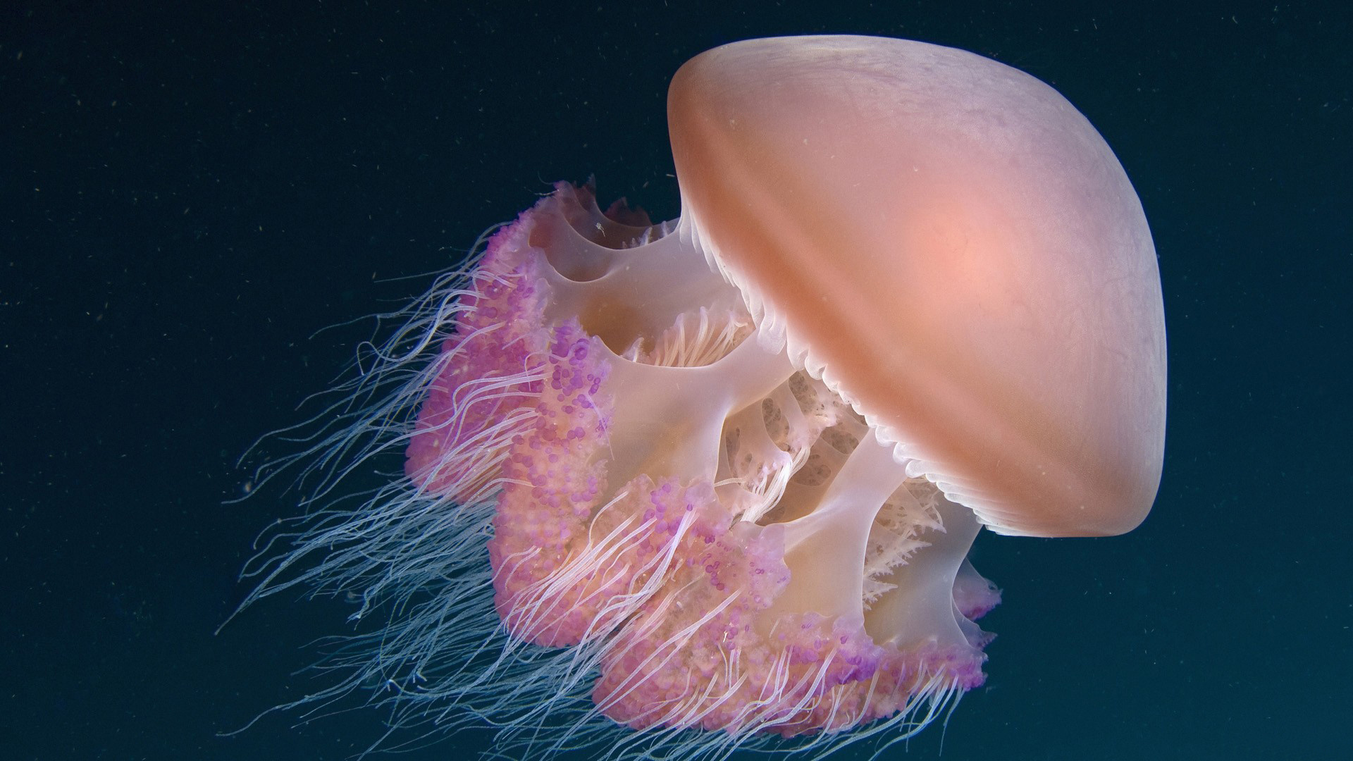 Ocean Hd Live Hd Wallpaper Free Download - Jellyfish Under The Sea - HD Wallpaper 