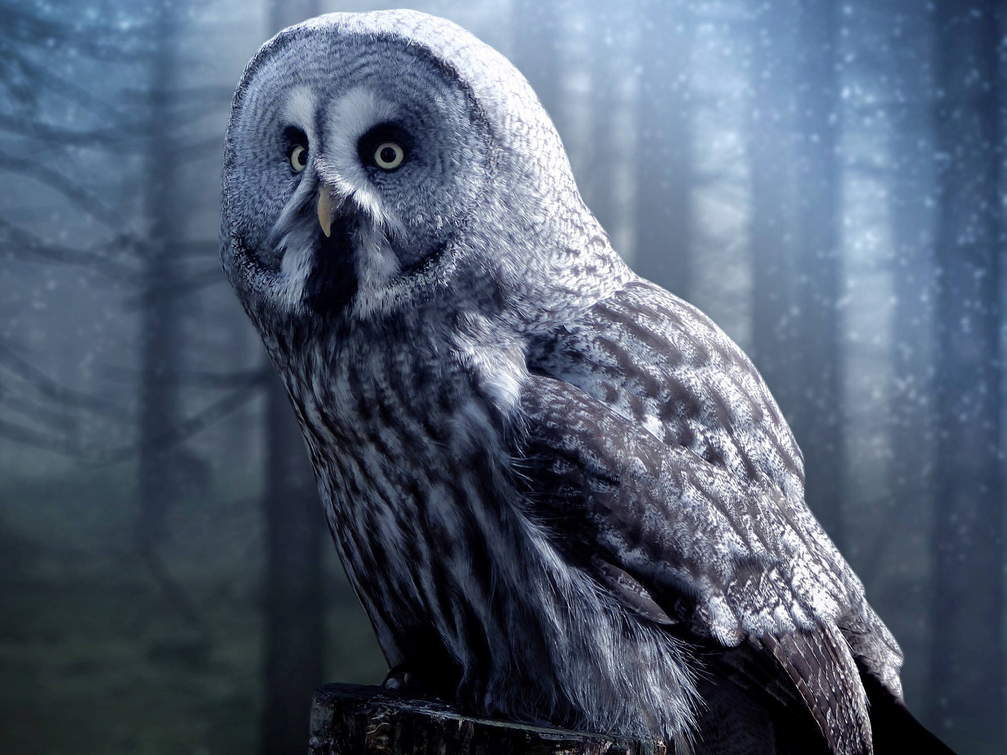 Grey Owl - HD Wallpaper 