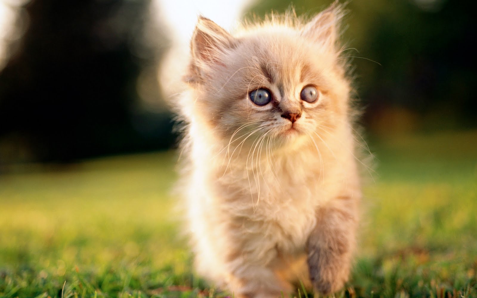 Cat - Cute Cat Pictures Hd - HD Wallpaper 