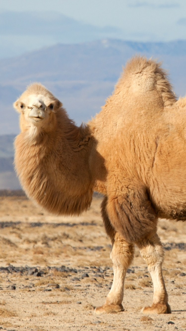 Camel Phone - HD Wallpaper 