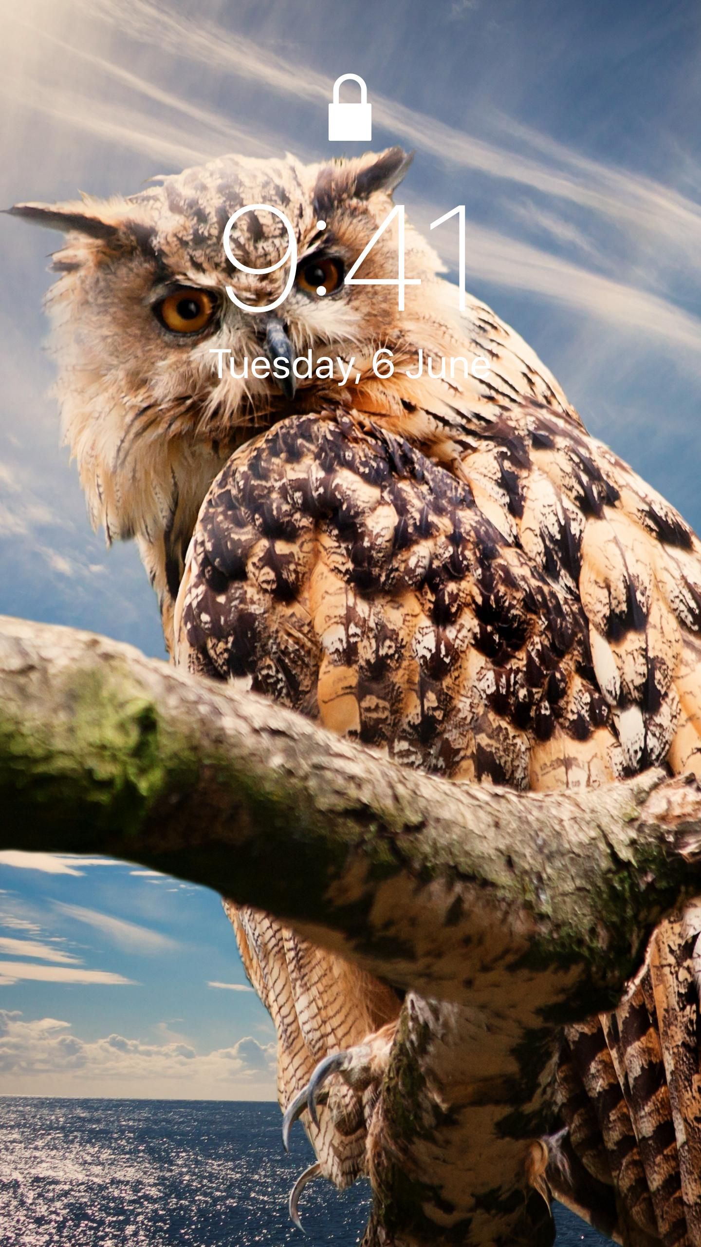 Wallpaper - HD Wallpaper 