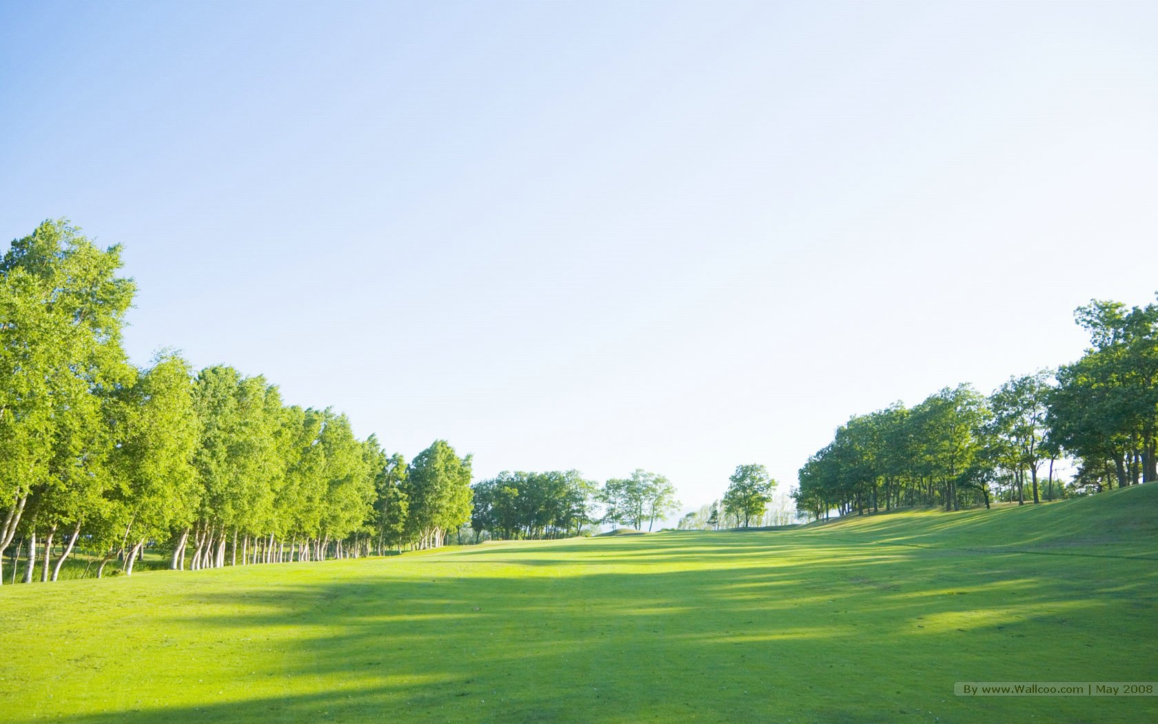 Grassland & Summer Trees In Blue Sky 1680*1050 No - Trees And Sky View -  1680x1050 Wallpaper 