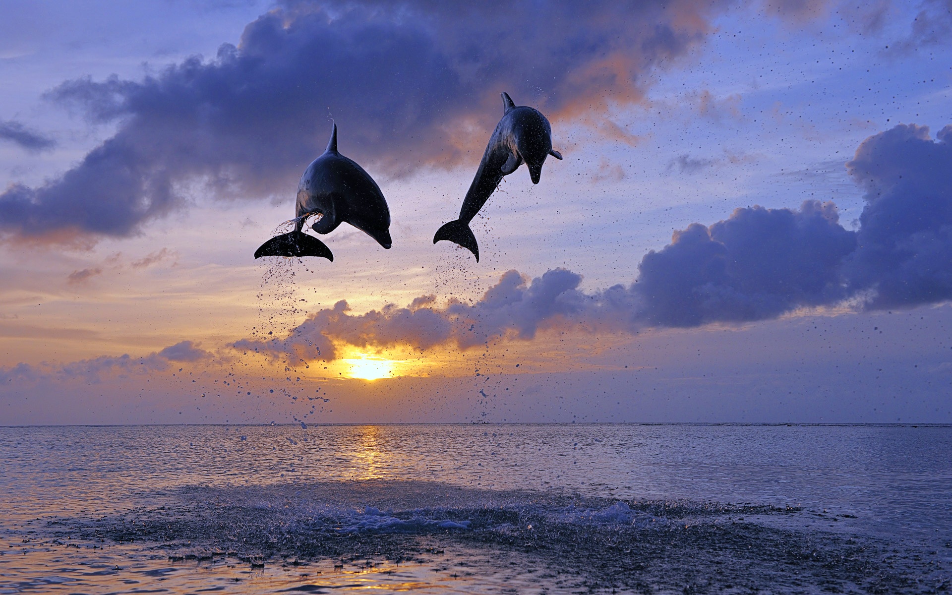 Wallpaper Honduras, Sea, Sunset, Bottlenose Dolphins - Ocean Dolphins - HD Wallpaper 