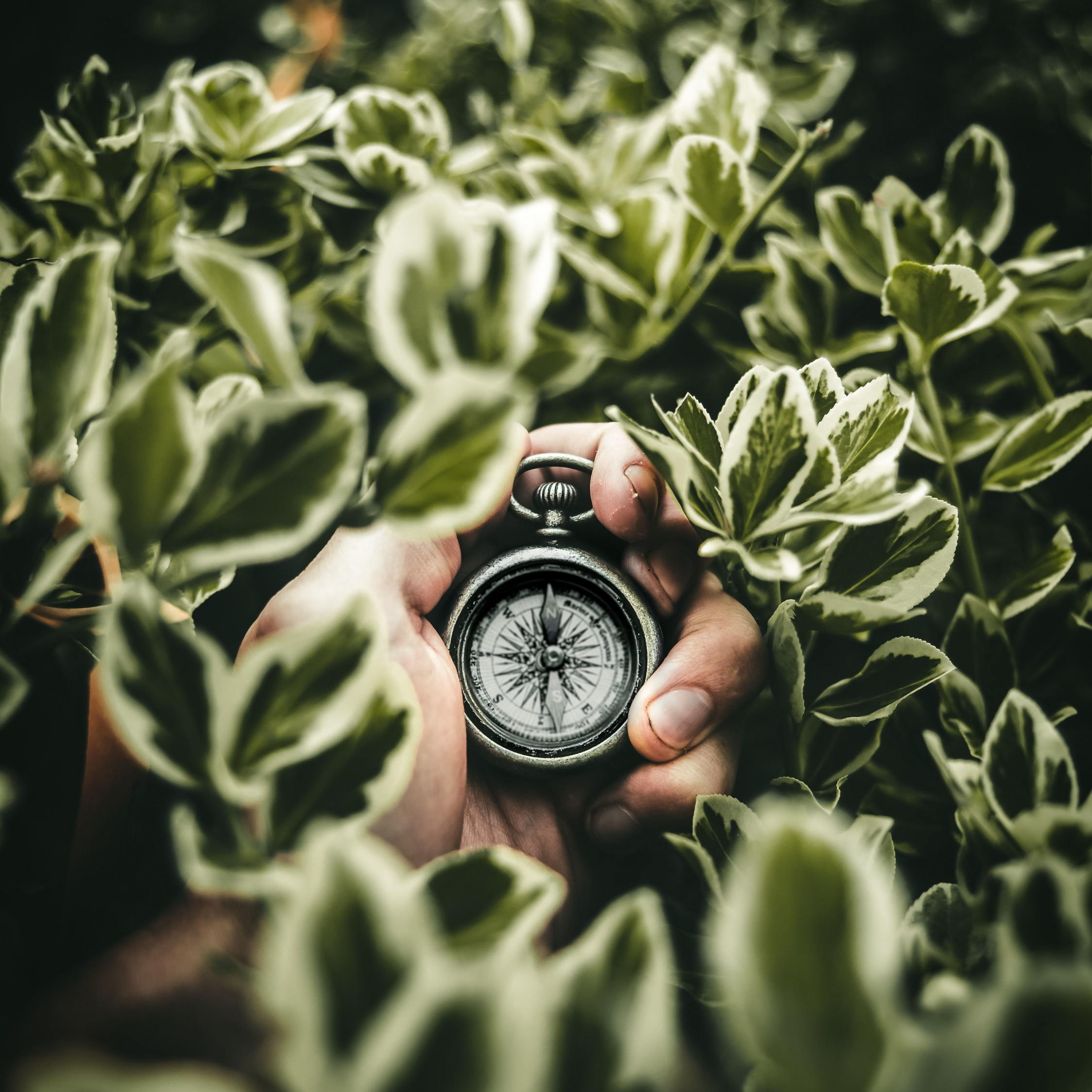 Navigation Compass, Hand, Leaves, Wallpaper - Wallpaper - HD Wallpaper 