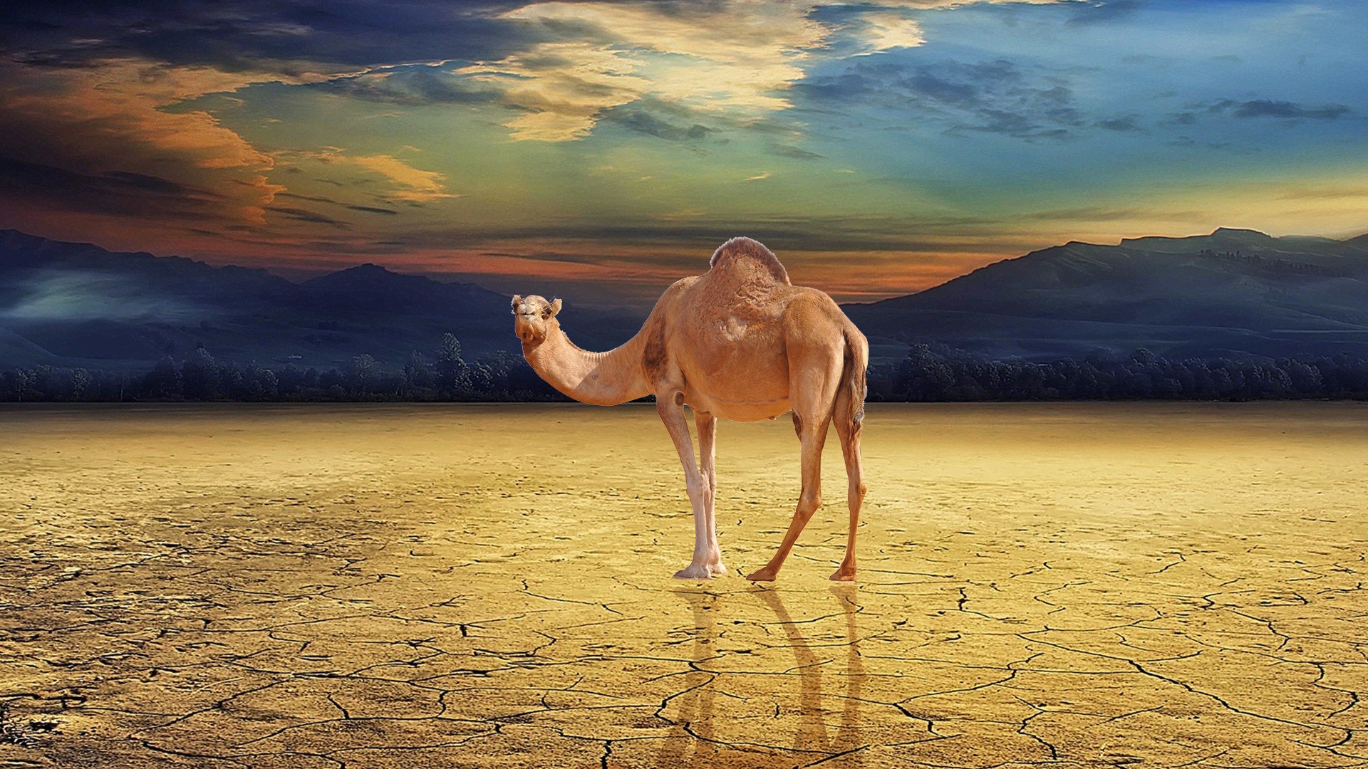 Camel Desktop Hq Wallpaper - Desert Background Landscape - HD Wallpaper 