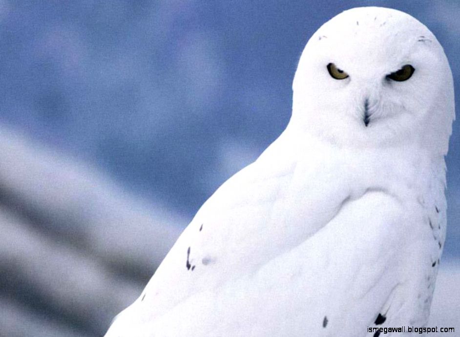 White Owl Wallpapers Live Hd Wallpaper Hq Pictures - White Owl Hd - HD Wallpaper 