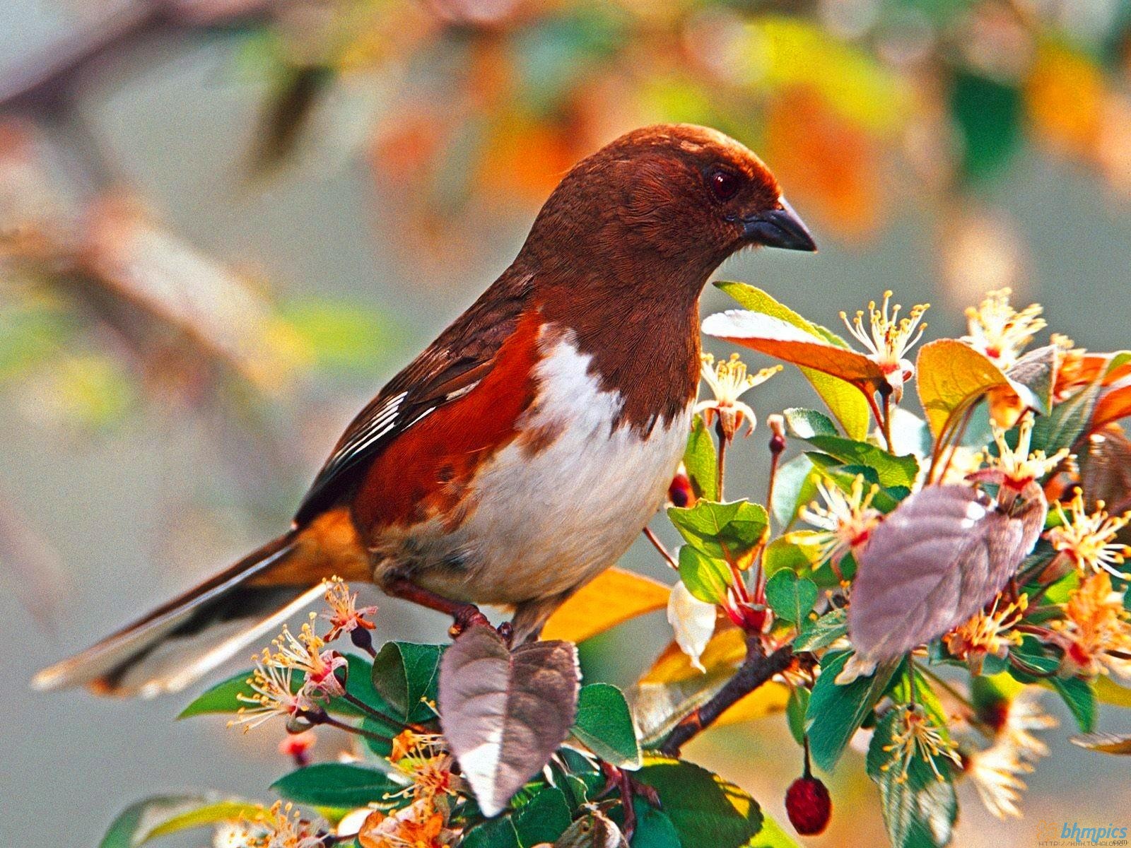 Birds 3d Live Wallpaper Android Apps On Google Play - Free Download Of Birds - 1600x1200 Wallpaper Birds 3d Live Wallpaper Android Apps On Google Play - Free Download Of Birds - 1600x1200 Wallpaper