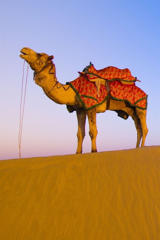 Camel In Thar Desert - HD Wallpaper 