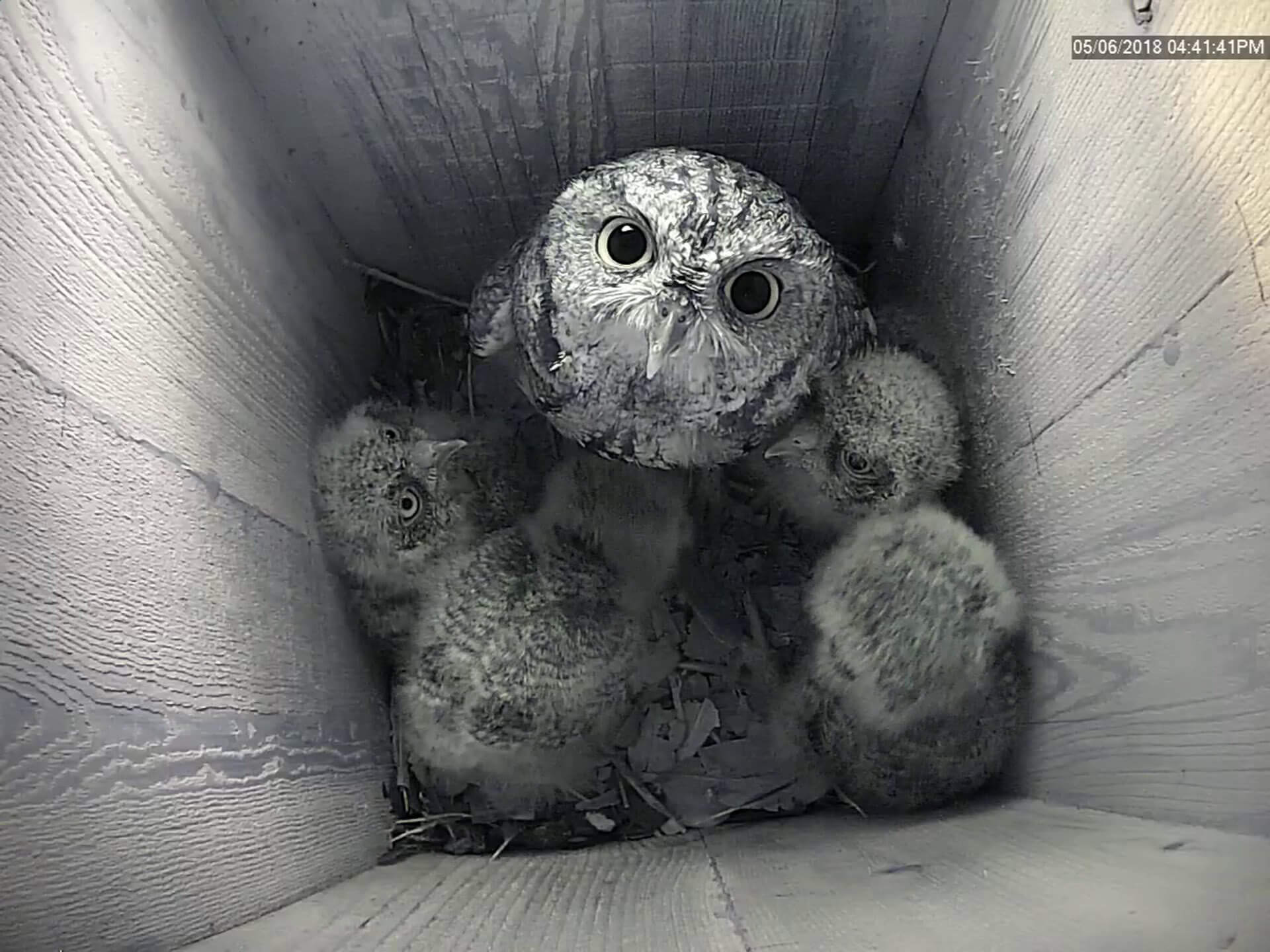 An Owl Camera Is A Great Way To See What Happens In - Screech Owl - HD Wallpaper 