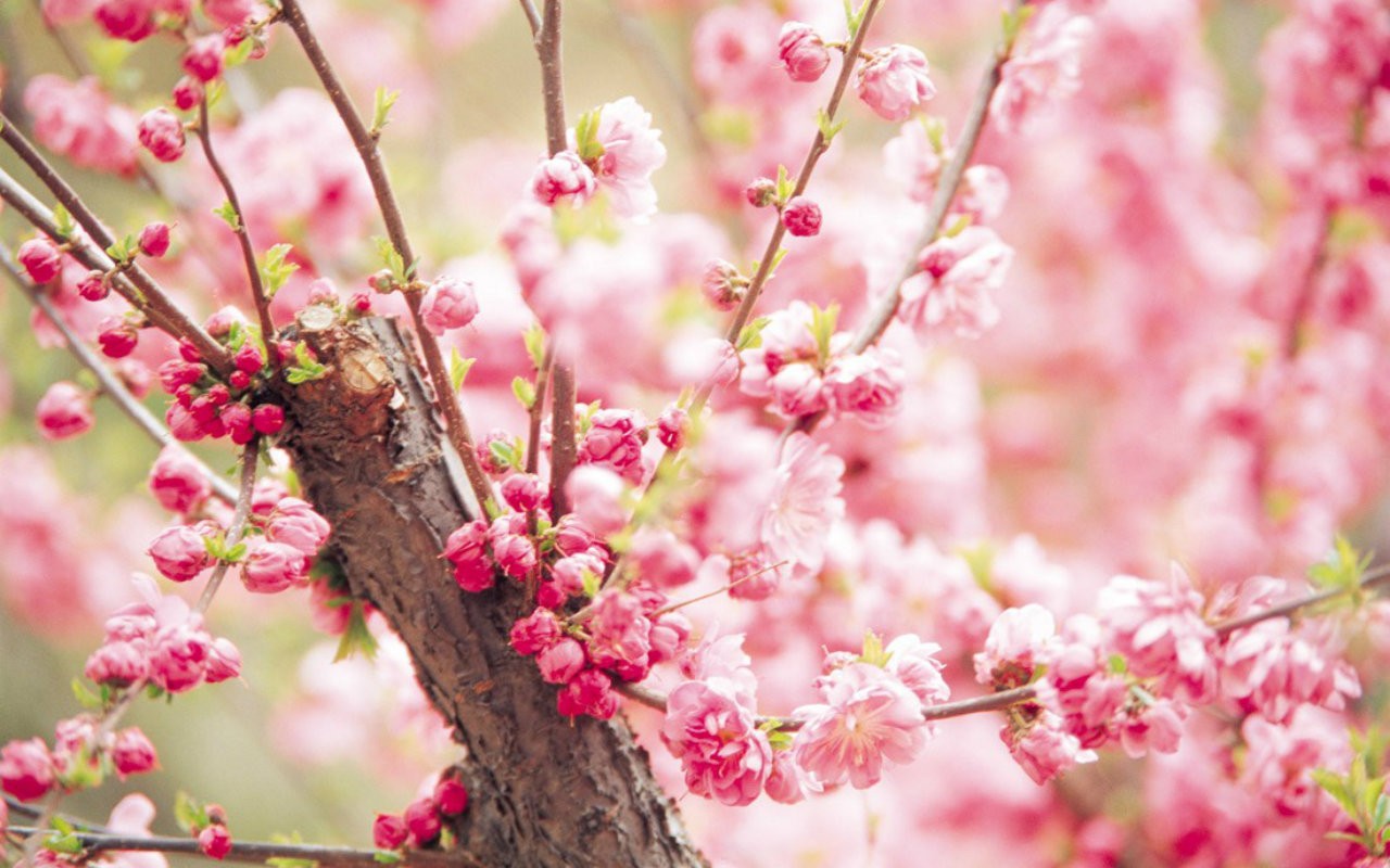 Flower Ume Flowers Pink Nature Wallpapers For Whatsapp - Ume Hd - HD Wallpaper 