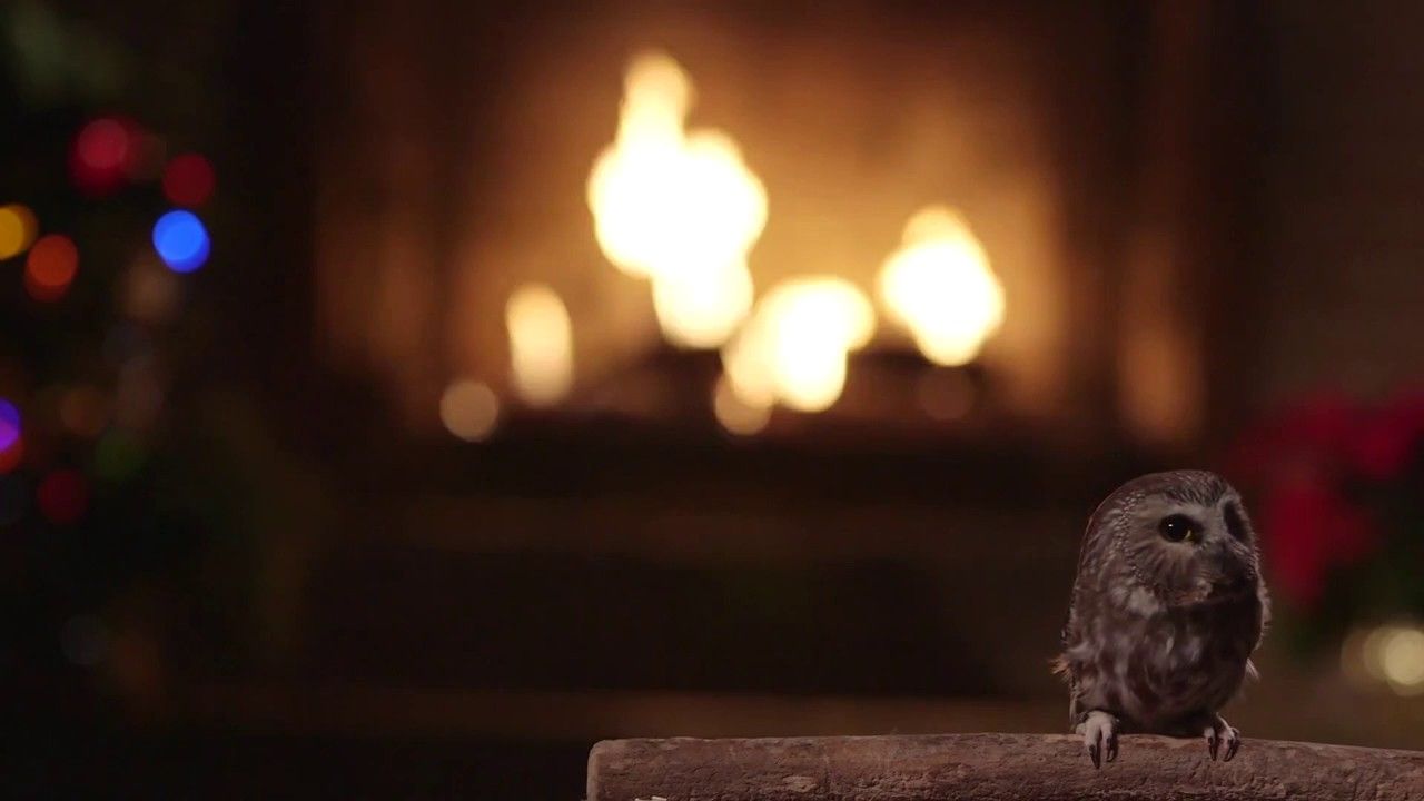 Screech Owl - HD Wallpaper 