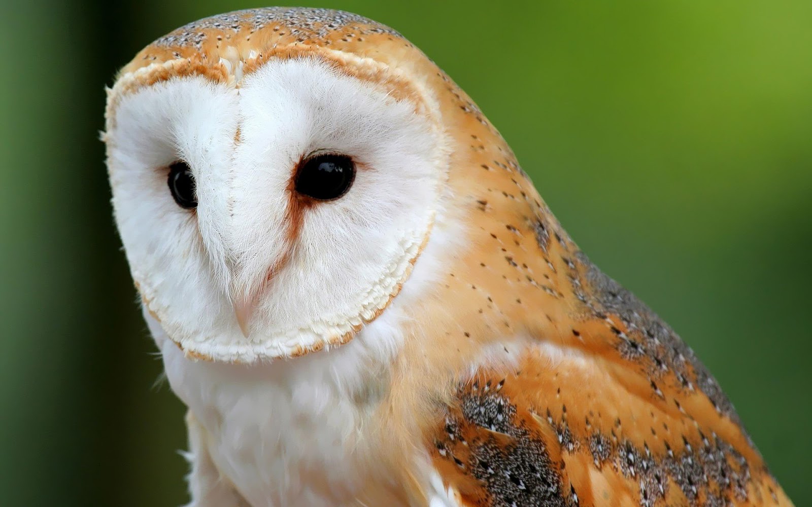 Nice Photos Of Animals - HD Wallpaper 