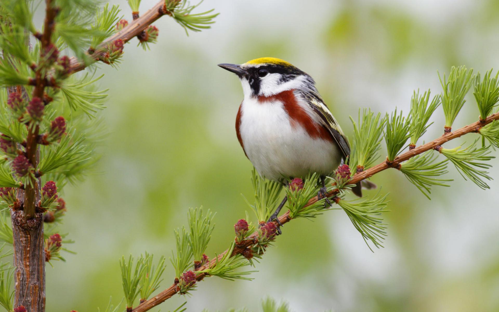 Animal Wallpaper - 1920x1200 Wallpaper Animal Wallpaper - 1920x1200 Wallpaper