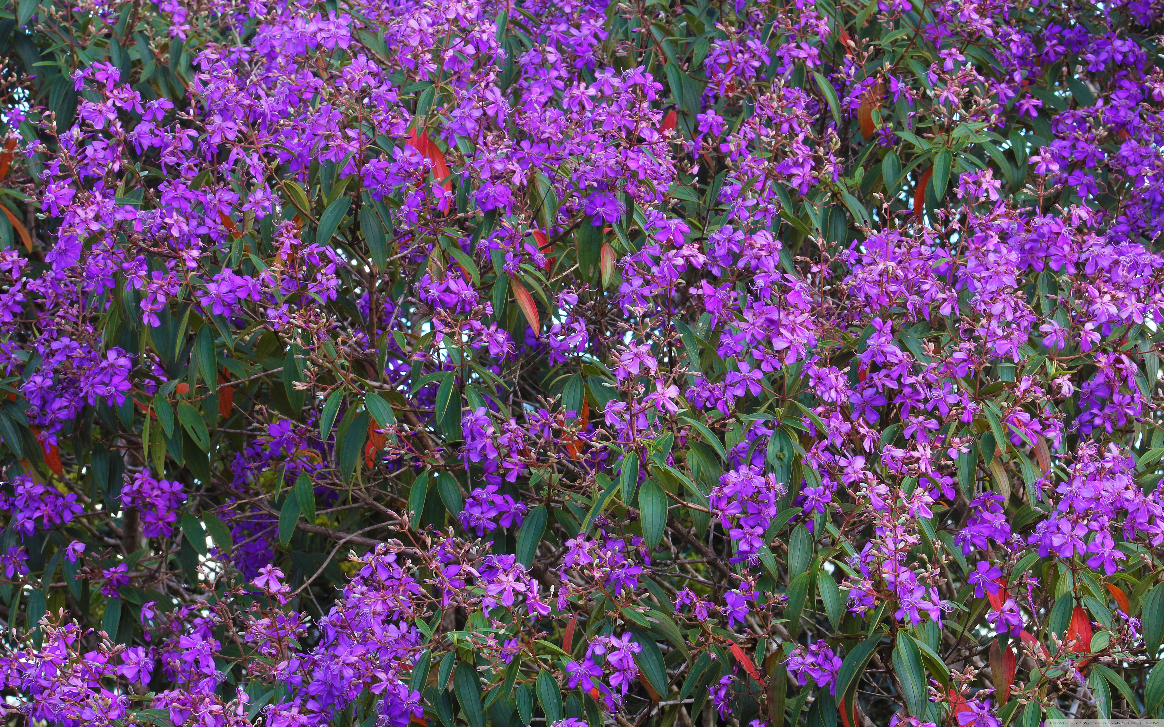 Loosestrife And Pomegranate Family - HD Wallpaper 