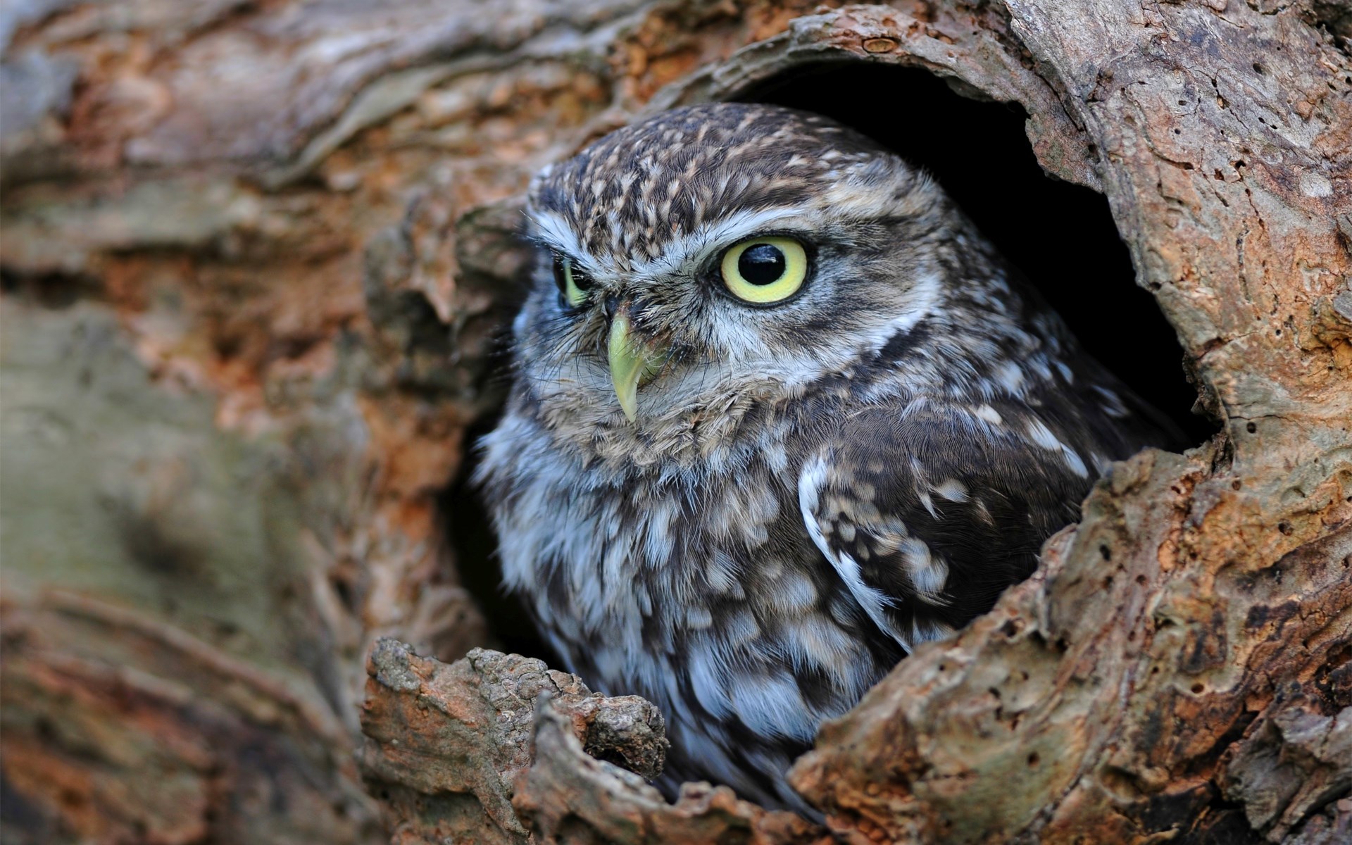 Hollow Tree Trunk Bird Owl - HD Wallpaper 