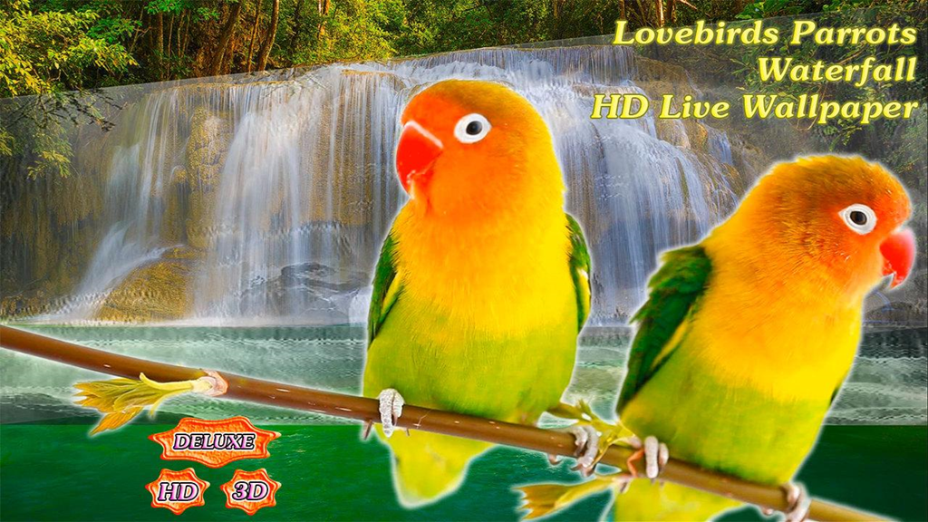 Lovebird - HD Wallpaper 