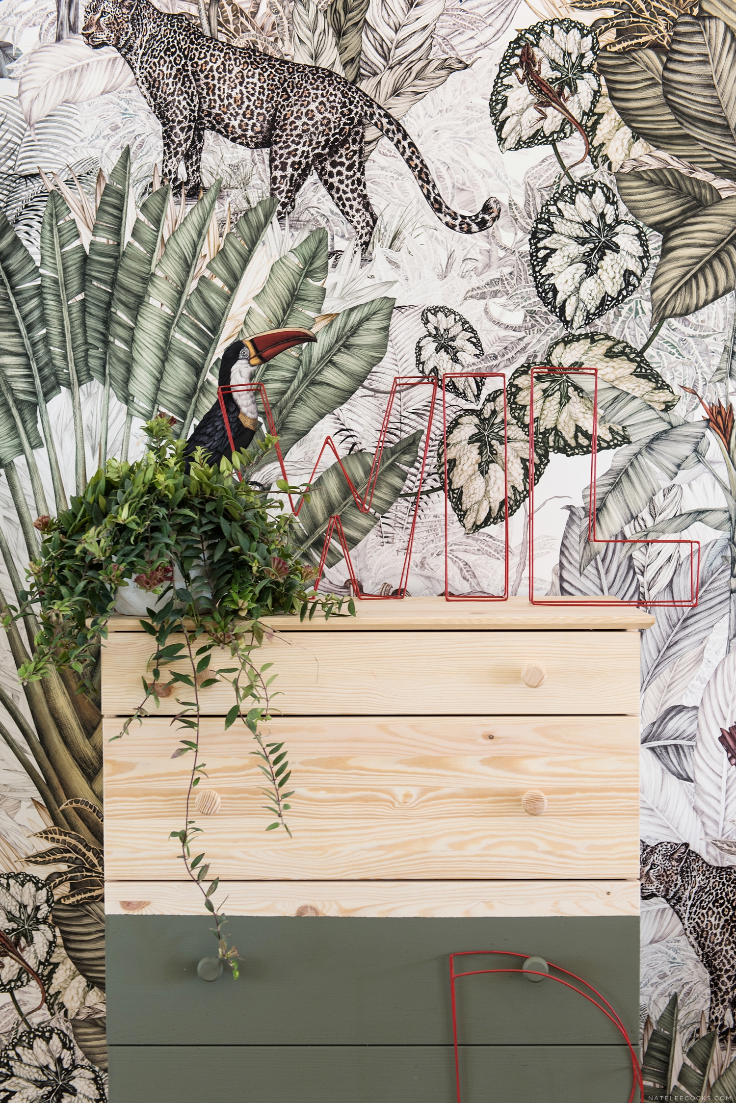 Jimmy Cricket Jungle - HD Wallpaper 