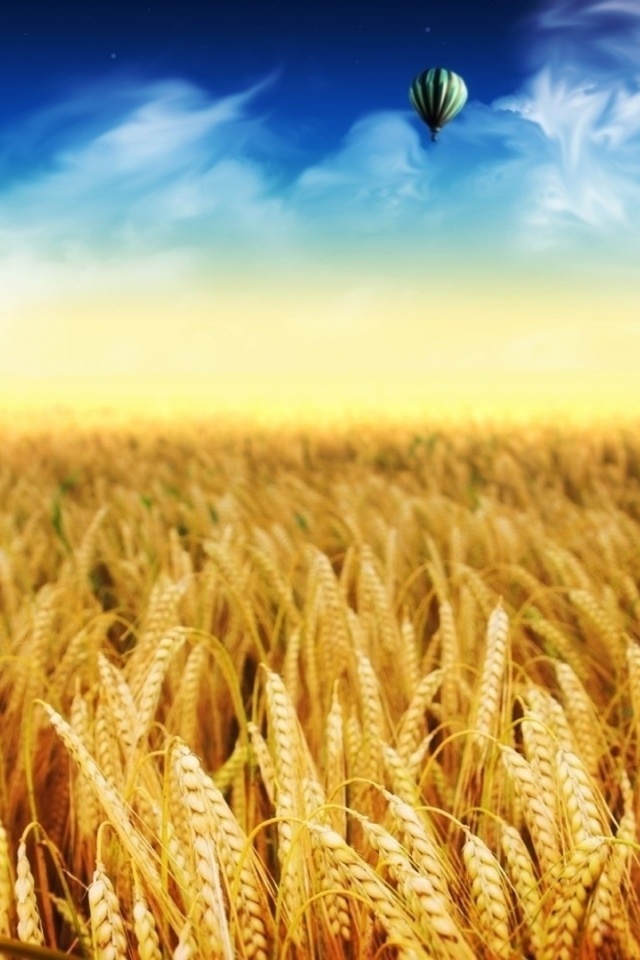 Cornfield Background - HD Wallpaper 