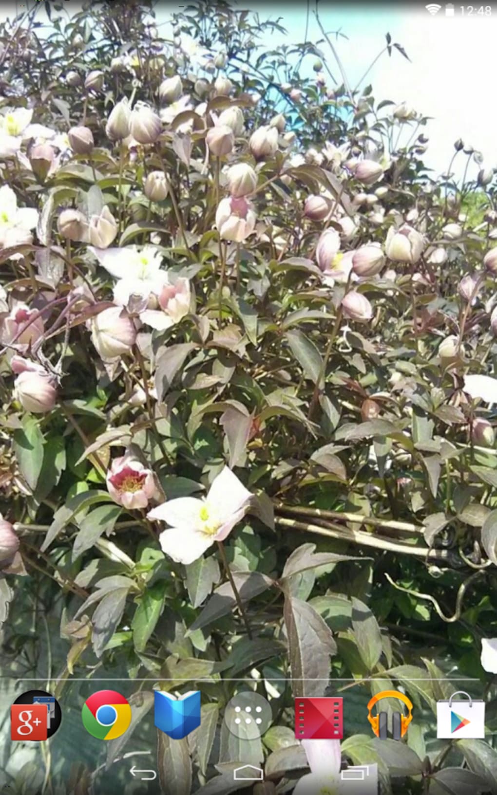 Depth Photo 3d Live Wallpaper - Chinese Magnolia - HD Wallpaper 