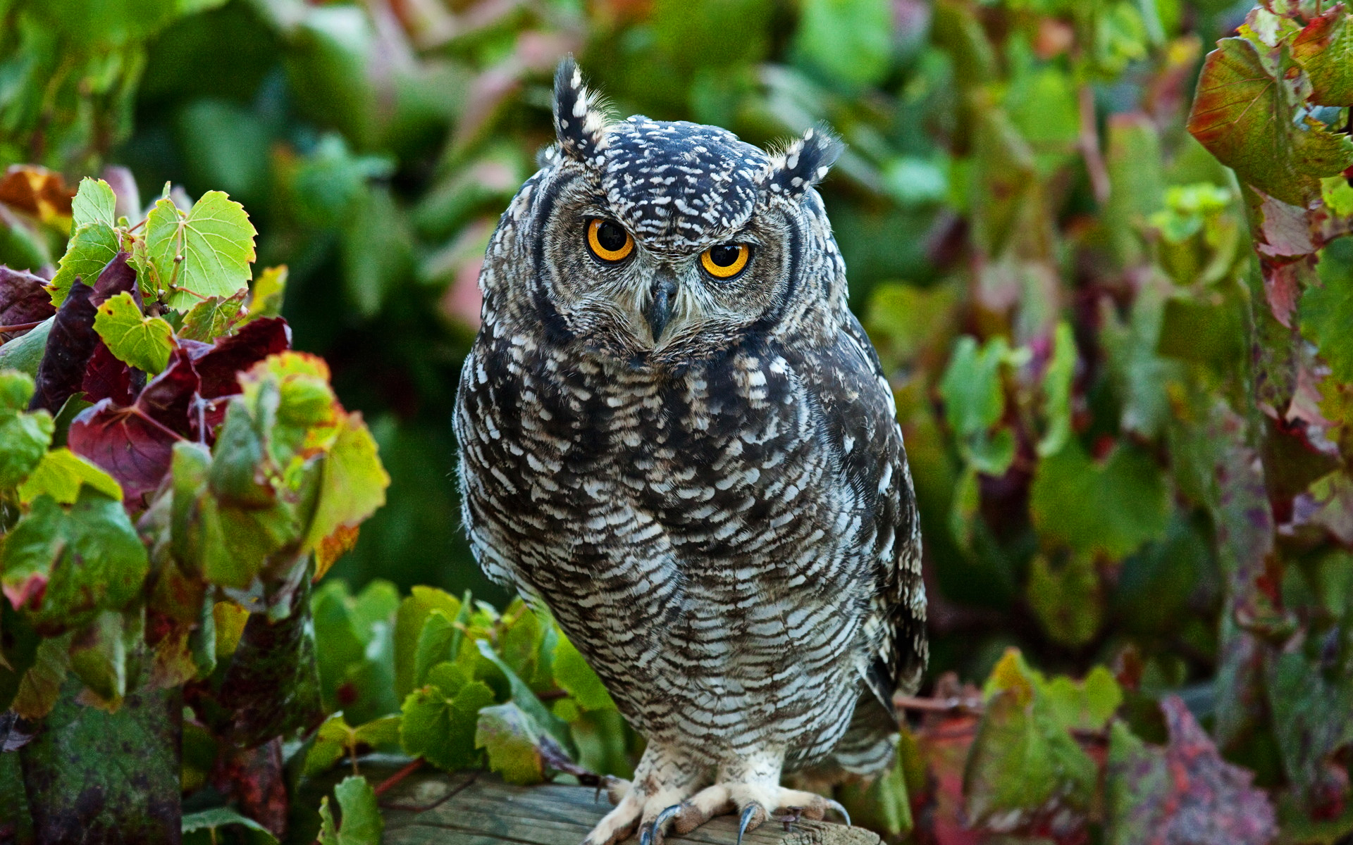 Owl Wallpapers Hd Images Live Hd Wallpaper Hq Pictures, - Owl Hd - 1920x1200 Wallpaper Owl Wallpapers Hd Images Live Hd Wallpaper Hq Pictures, - Owl Hd - 1920x1200 Wallpaper