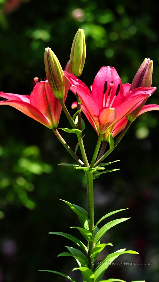 Coolpad Modena Background - Fond D Écran Samsung Grand Prime - HD Wallpaper 