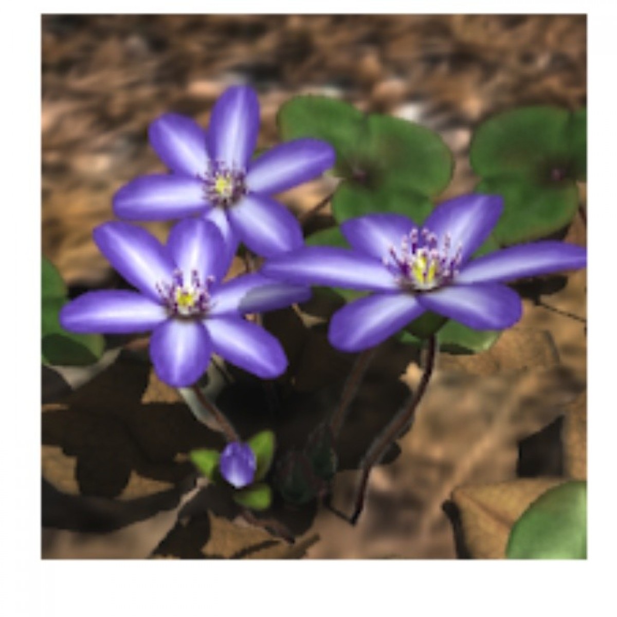 3d Live - HD Wallpaper 