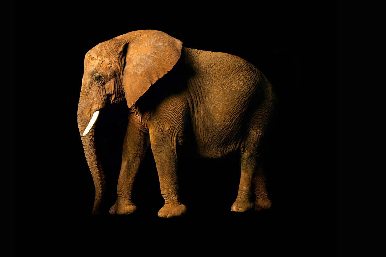 Architects Paper Photo Wallpaper Elefant Side - Elefant Schwarz Weiss - HD Wallpaper 