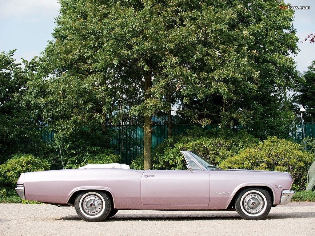 Impalas Tansania 0600 Serengeti Afrika Chevrolet Impala - Tree - HD Wallpaper 