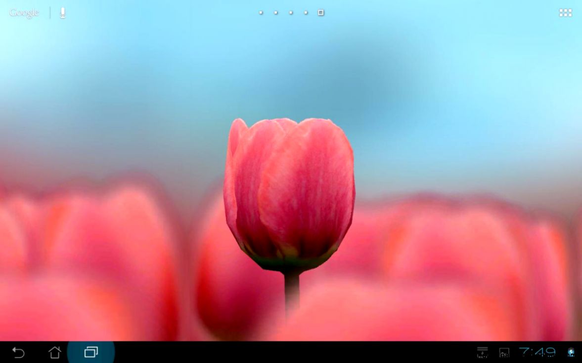 3d Tulip Live Wallpaper Free Android Apps On Google - Sprenger's Tulip - HD Wallpaper 