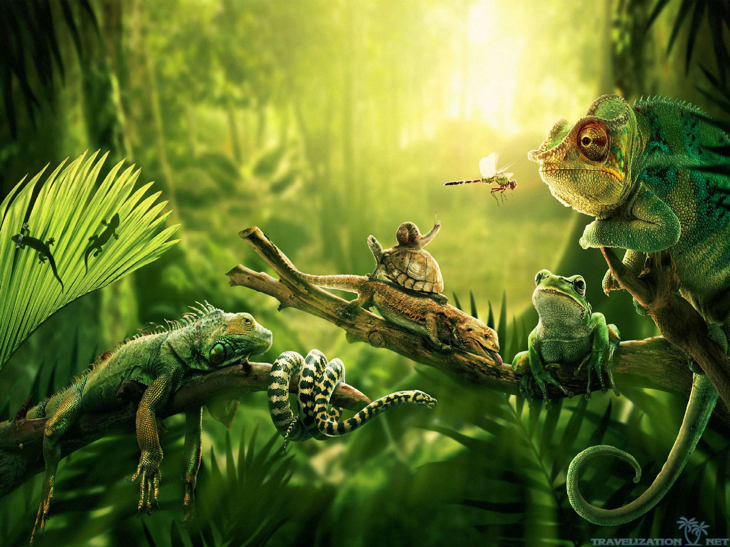 7 Kbytes, V - Jungle Animal Wallpaper 4k - 2560x1920 Wallpaper 7 Kbytes, V - Jungle Animal Wallpaper 4k - 2560x1920 Wallpaper