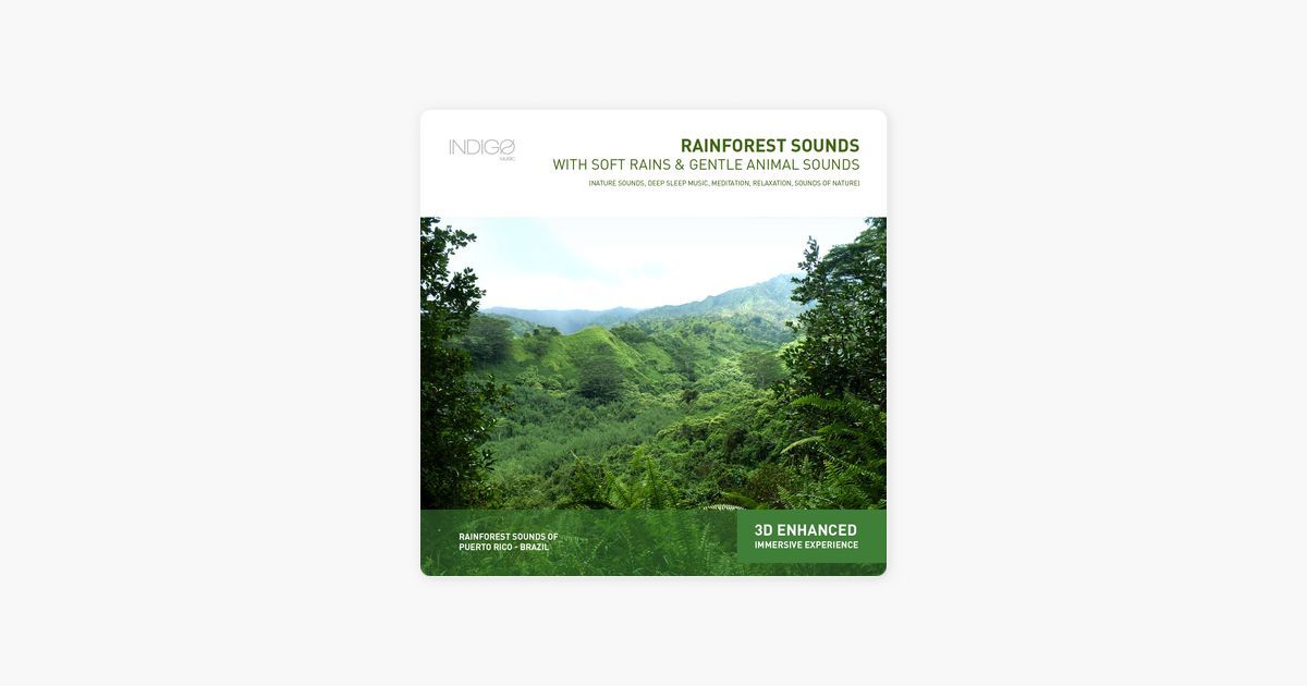 Old-growth Forest - HD Wallpaper 