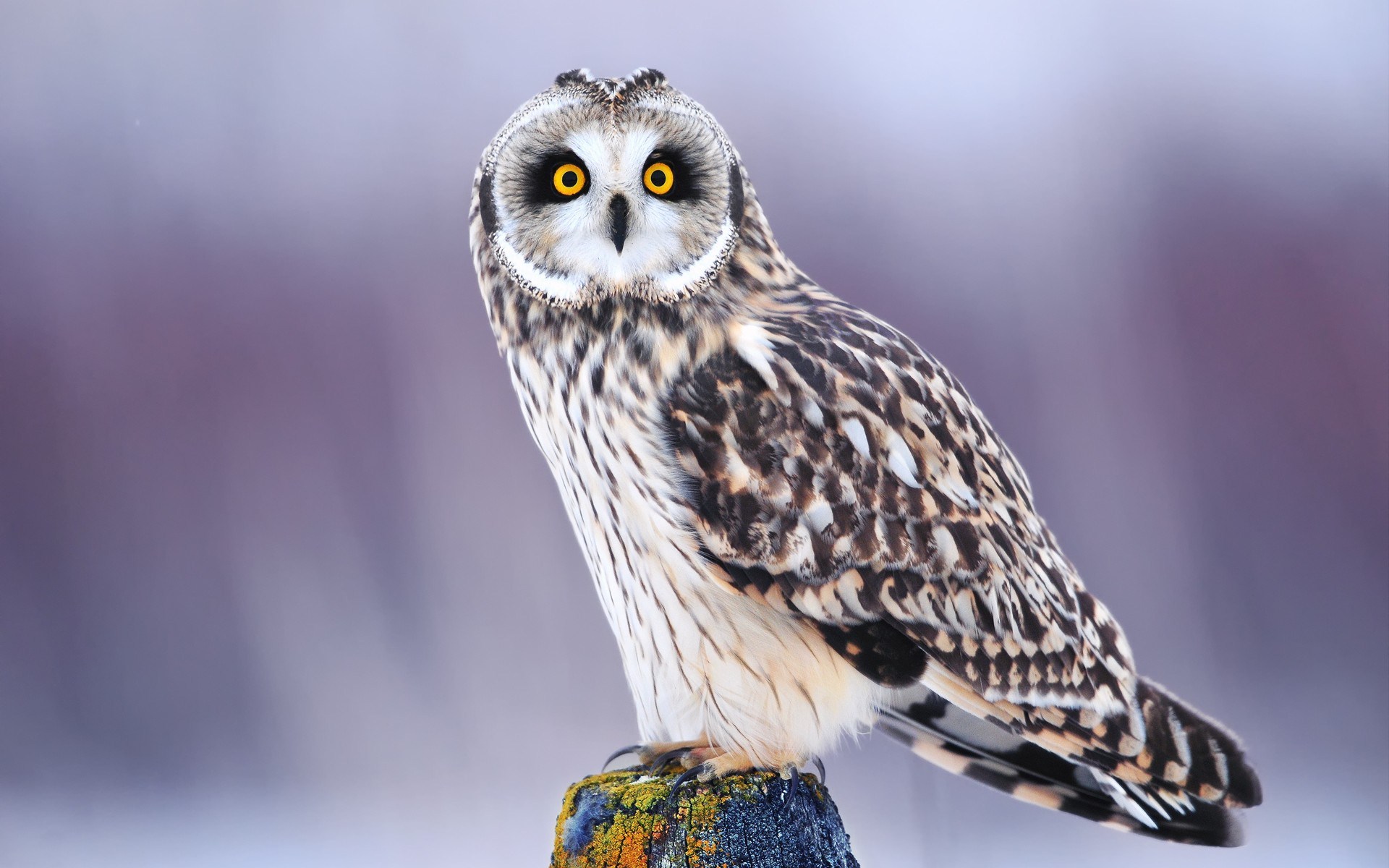 Hd Image Of Owl - HD Wallpaper 