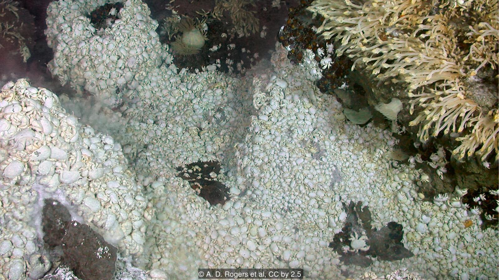 Yeti Crab Hydrothermal Vent - HD Wallpaper 