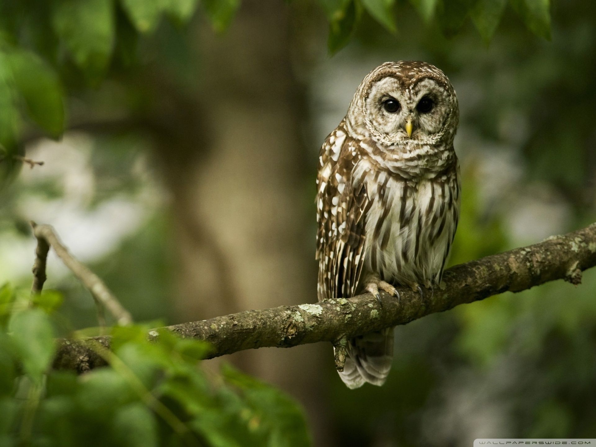 Owl On A Branch ❤ 4k Hd Desktop Wallpaper For 4k Ultra - Full Hd Wildlife - HD Wallpaper 
