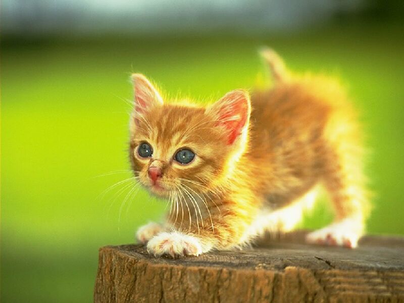 Pc Wallpaper 3d-cat - Con Meo Mau Vang - HD Wallpaper 