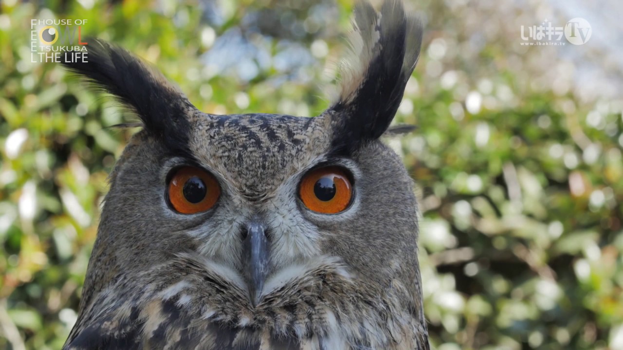 Great Horned Owl - HD Wallpaper 
