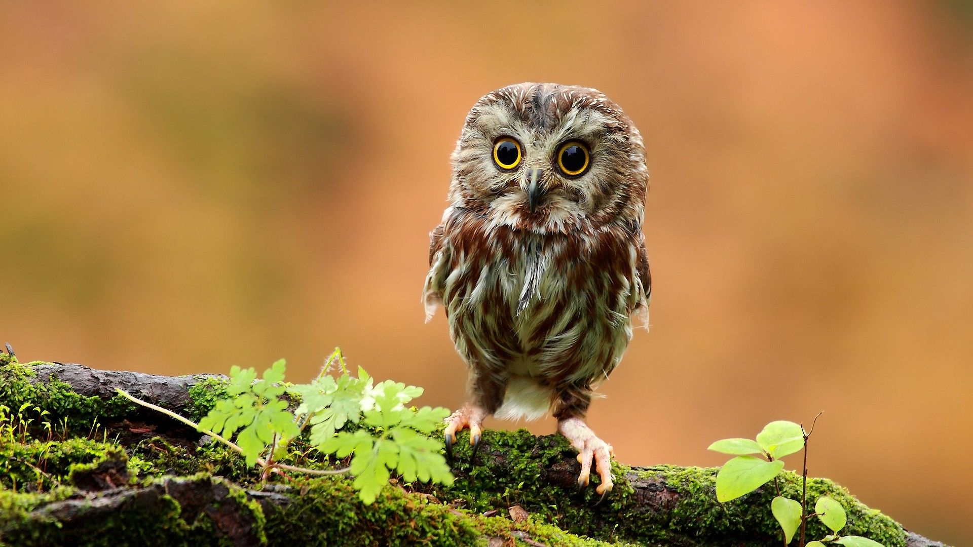 Branch, Moss, Animals, Owl, Baby Animals, Birds Wallpapers - Animal Wallpaper Owl - HD Wallpaper 