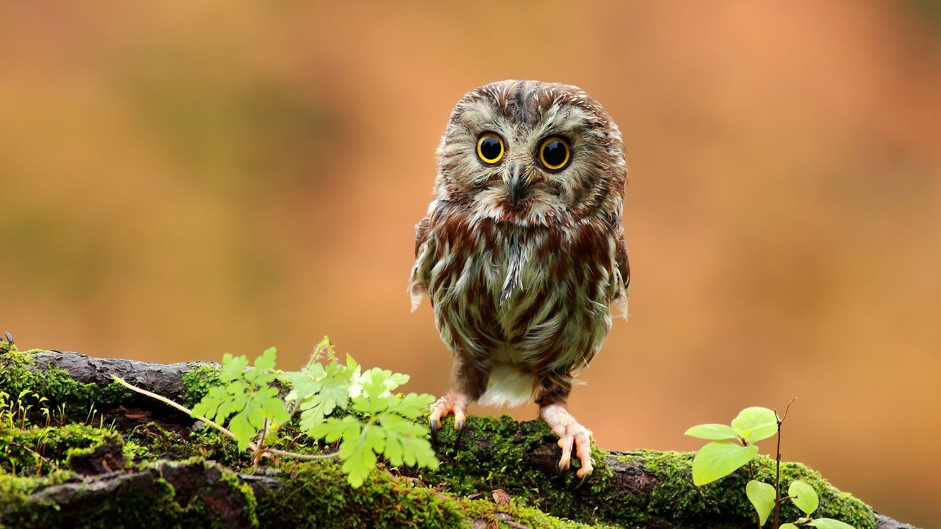 Branch Moss Animals Owl Baby Animals Birds Wallpapers Animal Wallpaper Owl 19x1080 Wallpaper Teahub Io Branch Moss Animals Owl Baby Animals Birds Wallpapers Animal Wallpaper Owl 19x1080 Wallpaper Teahub Io