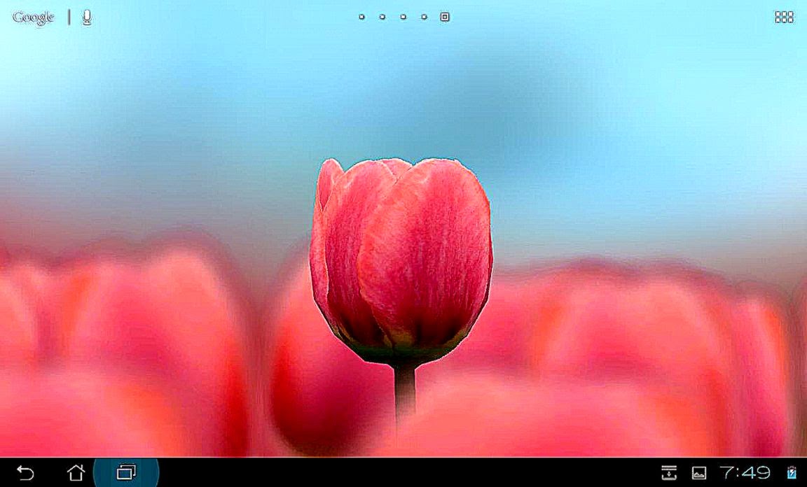 Live 3d Wallpapers Free Download Cool Hd Wallpapers - Sprenger's Tulip - HD Wallpaper 